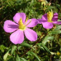 Osbeckia parvifolia Arn.